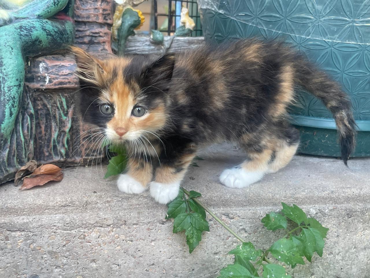 Taking care of abandoned sales kittens